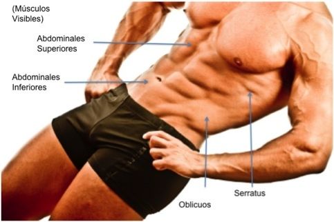 musculos-abdominales